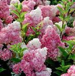'Vanille Fraise'